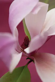 Saucer: Magnolia