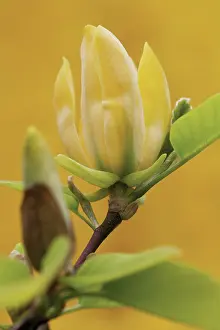 Magnolia: Magnolia