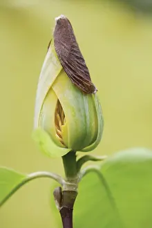 Magnolia: Magnolia
