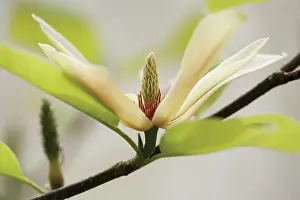 Magnolia: Magnolia