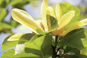 Magnolia: Magnolia