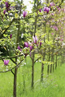 Composition: Magnolia