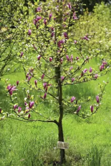 Magnolia: Magnolia