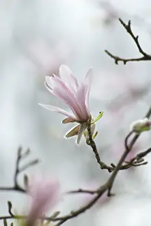 Beginning: Magnolia