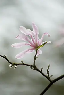 Feminine: Magnolia