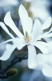 Stellata: Magnolia