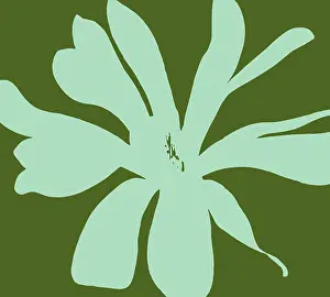 Enhanced: Magnolia
