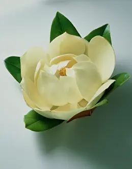 Magnolia: Magnolia