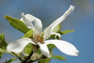 Curved: Magnolia