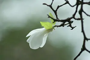 Away: Magnolia