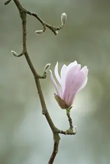 Graphic: Magnolia