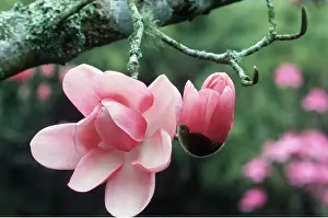 David C Dixon: MAGNOLIA