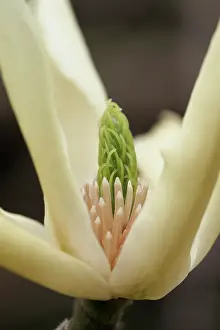 Magnolia: Magnolia Butterflies, Very close side view of