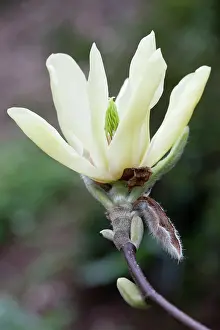 Magnolia: Magnolia Butterflies, Close side view of one open