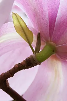Magnolia: Magnolia Cylindrica X M Campbellii Darjeeling