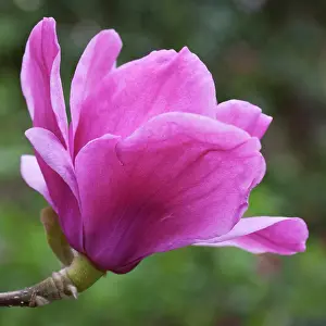 Magnolia: Magnolia Felix Jury = Jurmag2, Close side view