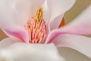 Saucer: Magnolia flower - blooming light pink saucer magnolia