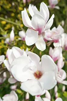 Magnolias: Magnolia Flowers