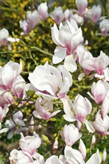 Magnolias: Magnolia Flowers