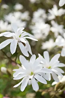 Stellata: Magnolia Flowers