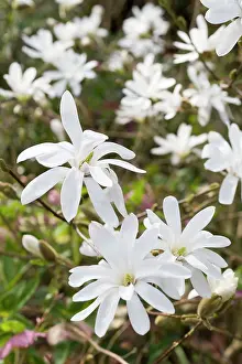 Stellata: Magnolia Flowers