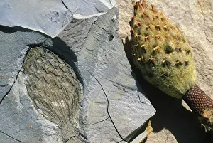 Magnolia: Magnolia fruit body and fossil