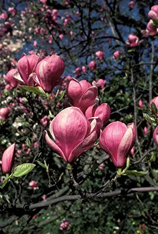 Soulangeana: Magnolia - Hybrid - Flowering