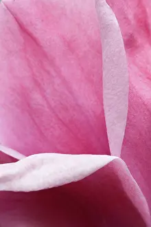 Magnolia: Magnolia, Magnolia Felix Jury Jurmag2, Close up