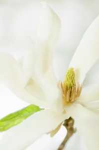 Magnolia: Magnolia, Magnolia Gold Star, close up deatil of the flowe