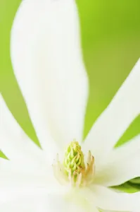 Magnolia: Magnolia, Magnolia Gold Star, close up deatil of the flowe