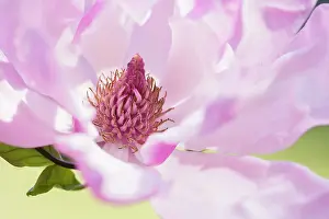 Saucer: Magnolia, Magnolia soulangeana, Pink subject