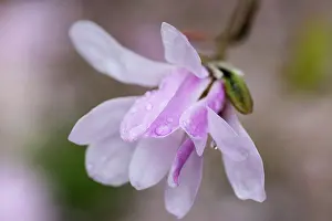 Leonard: Magnolia, Magnolia x loebneri Leonard Messel