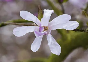 Leonard: Magnolia, Magnolia x loebneri Leonard Messel