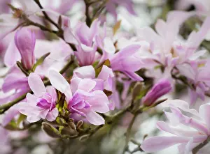 Leonard: Magnolia, Magnolia x loebneri Leonard Messel