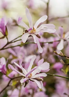 Leonard: Magnolia, Magnolia x loebneri Leonard Messel