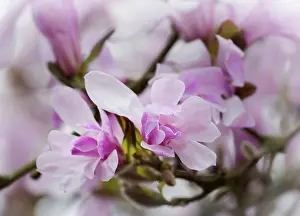 Leonard: Magnolia, Magnolia x loebneri Leonard Messel