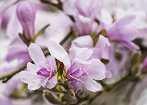 Leonard: Magnolia, Magnolia x loebneri Leonard Messel