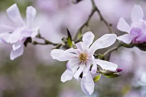 Stamen: Magnolia, Magnolia x loebneri Leonard Messel