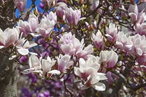 Superba: Magnolia, Magnolia x soulangeana Alba Superba