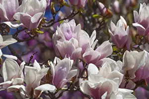 Superba: Magnolia, Magnolia x soulangeana Alba Superba