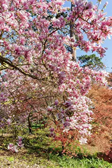 Maples: Magnolia (Magnolia x soulangeana) Burgundy in