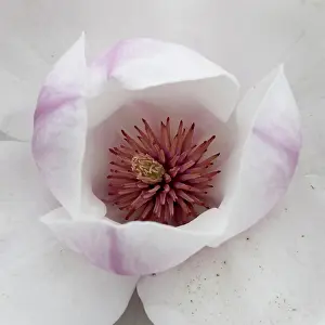 Magnolia: Magnolia Purple Platter, Close top view of one