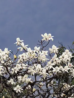 Himalaya: Magnolia sp