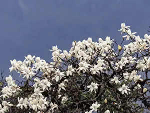 Himalaya: Magnolia sp