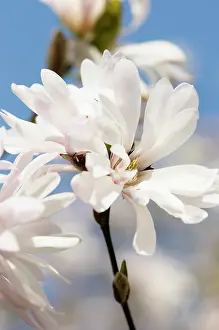 Stellata: Magnolia, Star magnolia, Magnolia, Magnolia stellata