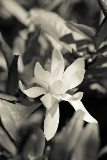 Stellata: Magnolia stellata, Black and white image of one