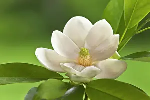 Magnolia: Magnolia Tree Blossom