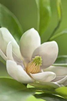 Magnolia: Magnolia Tree Blossom