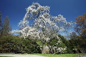 Magnolias: Magnolia Tree - blossom in springtime