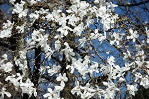 Magnolias: Magnolia Tree - blossom in springtime